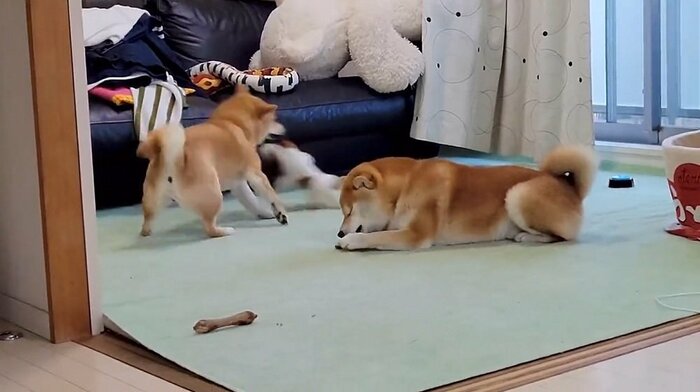 当たってもなんのその 素知らぬ様子のこむぎくん