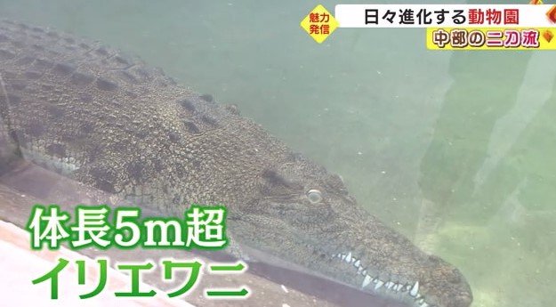 国内最大級のイリエワニ