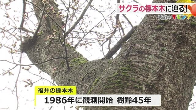 樹齢45年のソメイヨシノの標本木