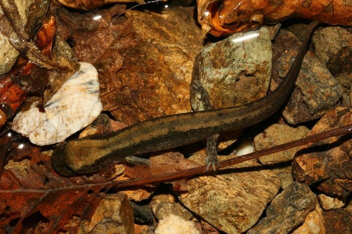 ホムラハコネサンショウウオの幼生(写真提供:国立科学博物館)