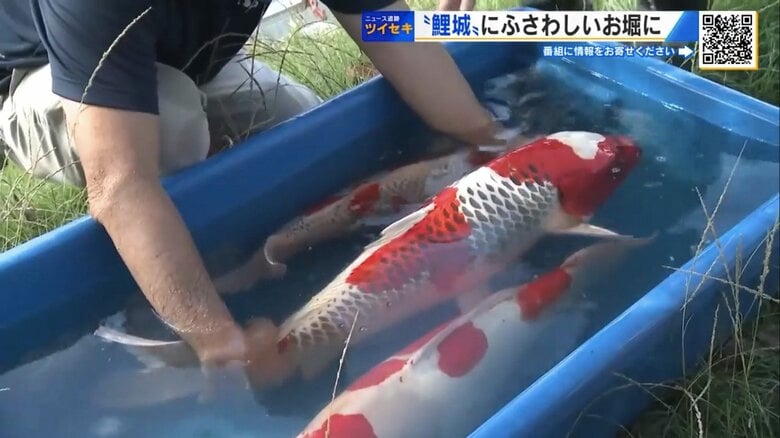 「広島のシンボルを愛して」　鯉城のお堀に1000匹超のニシキゴイを無償で放流　赤ヘル模様も｜FNNプライムオンライン