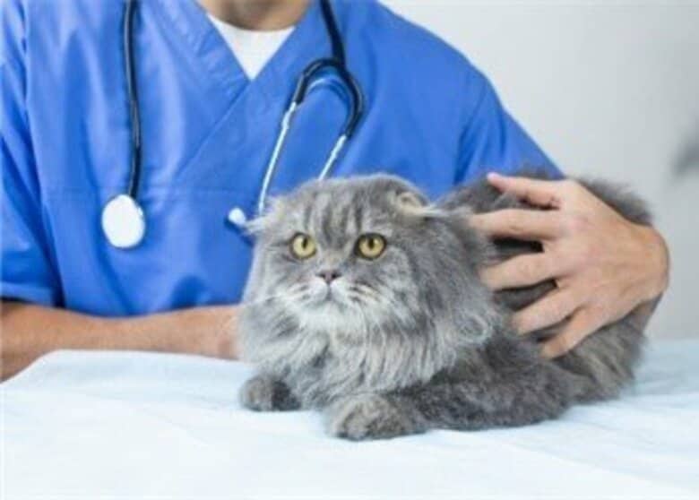 3月20日は「動物愛護デー」オリコン顧客満足度(R)調査 『ペット保険』利用実態データ■保険を適用したペットの種類と病気・ケガの内容「小型犬」「中型犬」では「皮膚炎」が最多