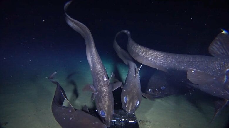 【速報】ヨコヅナイワシ　深海性硬骨魚類で世界最大と判明 全長2.5メートル　海洋研究開発機構｜FNNプライムオンライン