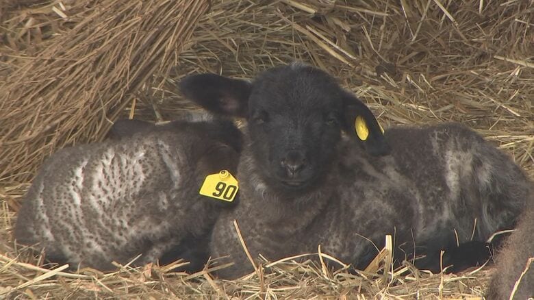 くずまき高原牧場　ヒツジの出産ピーク　3月3日までに9頭誕生　おメェーでたい　岩手県葛巻町｜FNNプライムオンライン