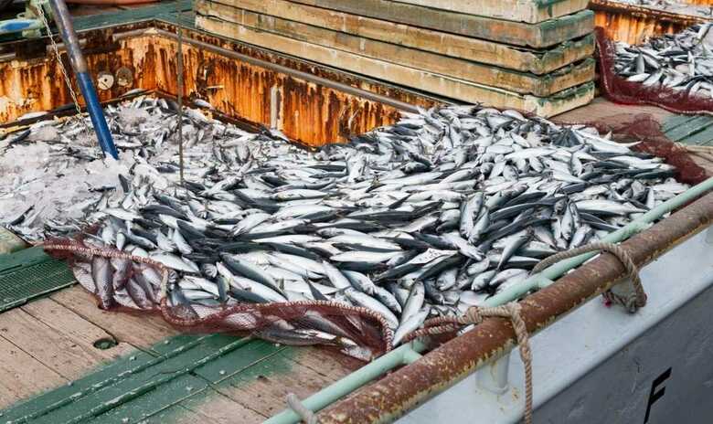 日本の「魚獲り」は転換点に　“脱どんぶり勘定”へ資源管理の徹底提言も根強い懸念の声｜FNNプライムオンライン