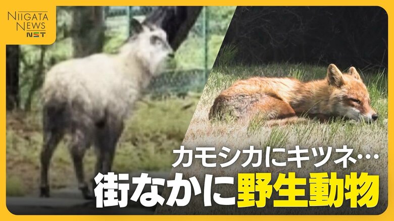 銀行に“カモシカ”侵入 “キツネ”は県庁でお昼寝！？街なかに“野生動物”出没　専門家が注意呼びかけ「かわいくても近づかない」｜FNNプライムオンライン