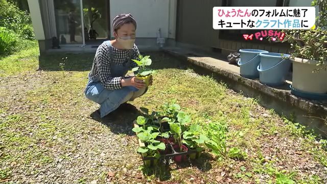 ひょうたんも自ら栽培