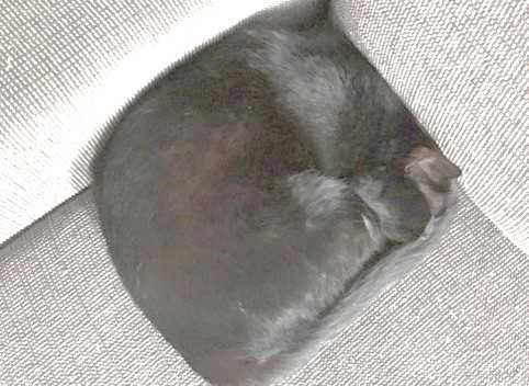 Twitterに投稿された猫の画像の明度を上げた
