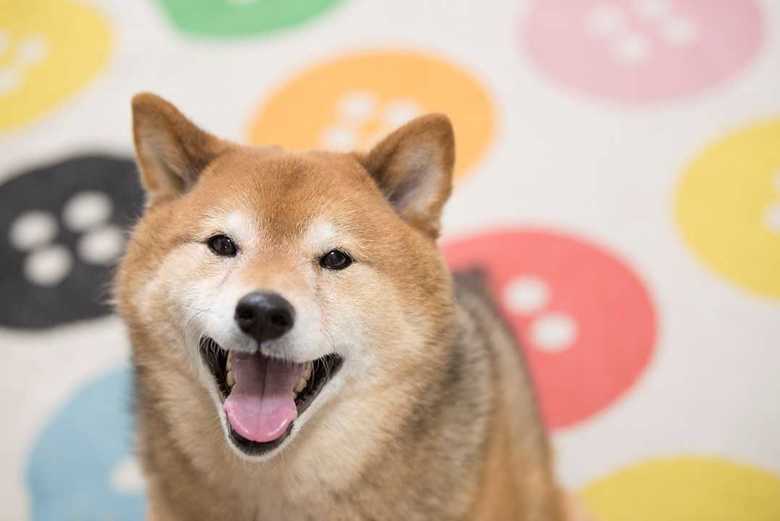 犬に懐かれたら…