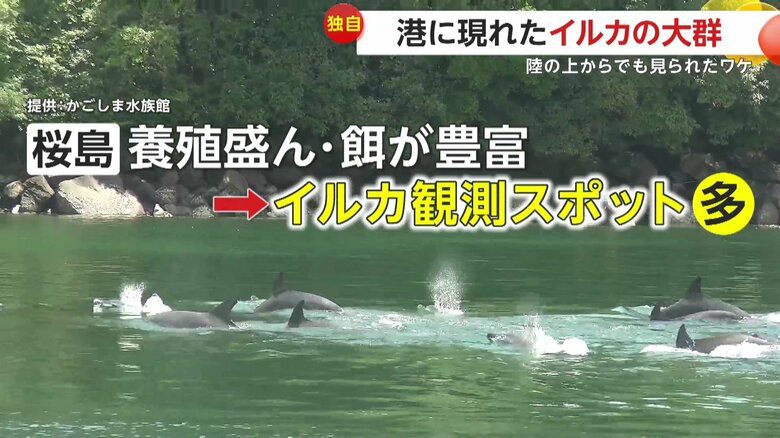 実はイルカの観測が多い桜島