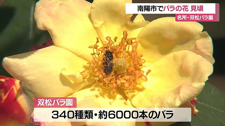 見ごろを迎えた双松バラ園の「バラ」