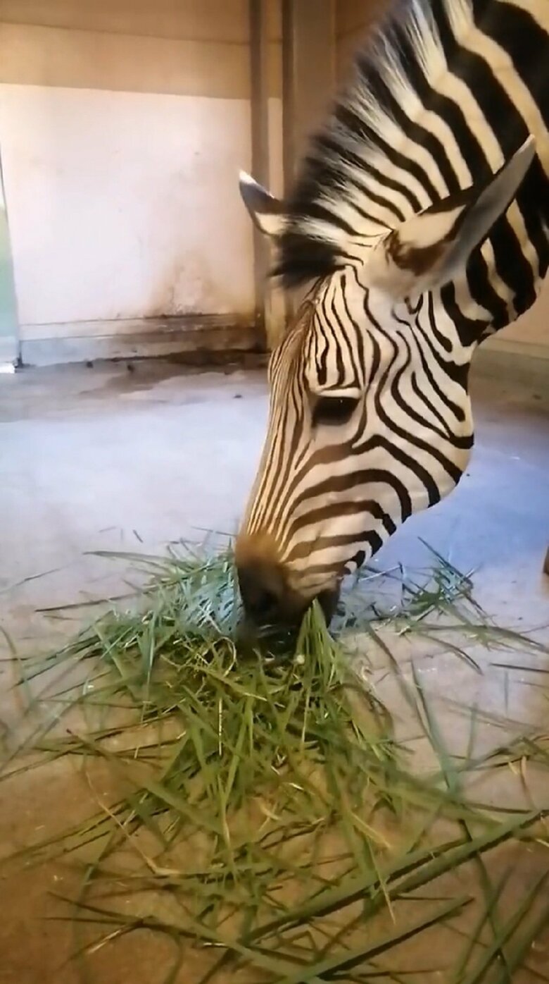 モグモグ（提供：福山市立動物園）