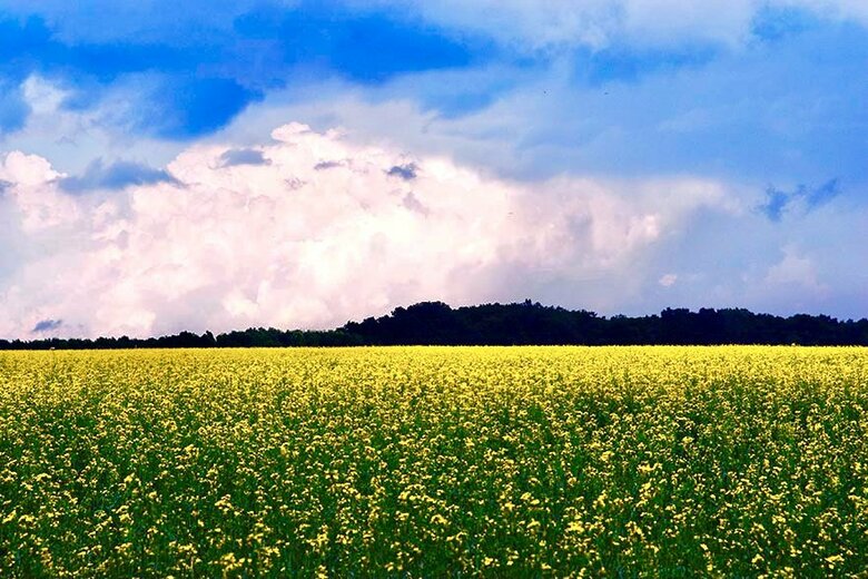 キエフ郊外では青と黄色が地平線でくっきり分かれる美しいの風景が広がる