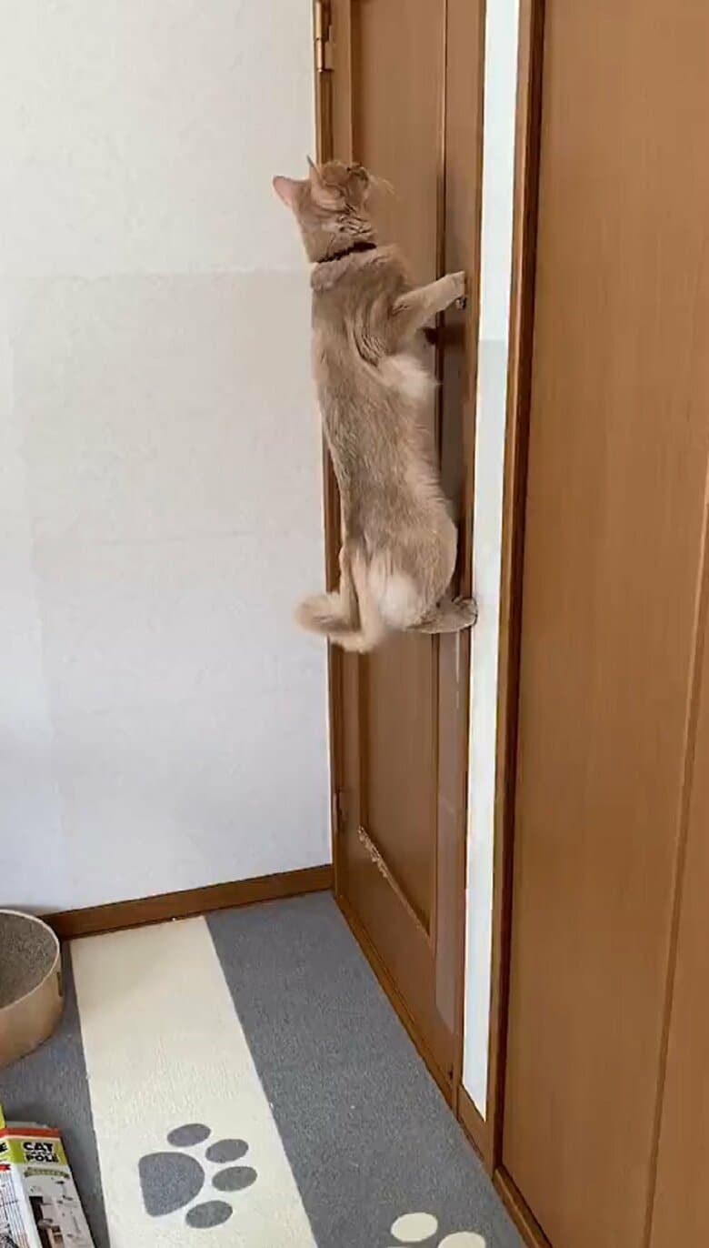 扉に張り付いているかのような颯くん