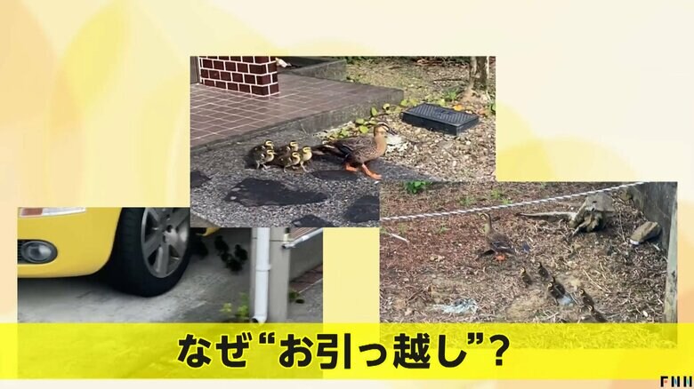 この時期よく見られるカモの引っ越し