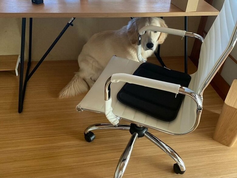 机の下に隠れることも…