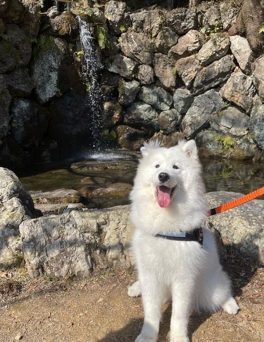 提供：ibukimama38さん