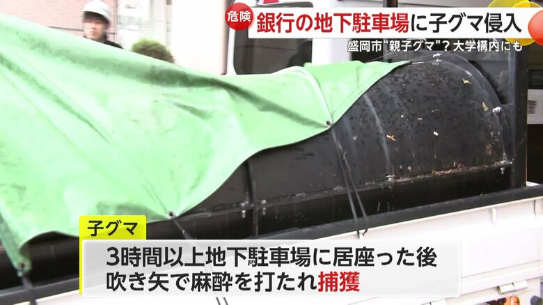 3時間以上居座ったクマは捕獲された