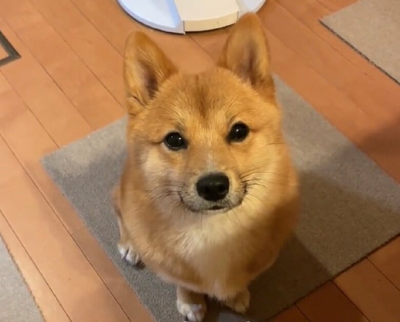 もなかくん