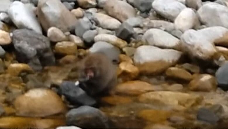 川魚を捕まえて食べるニホンザル　提供：涸沢ヒュッテ・山口浩一さん