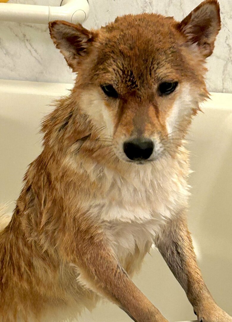 シャンプーするとこんな感じになる