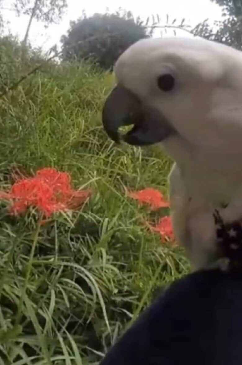 散歩に行って知らない物を見ると自己紹介をし始めるのだそう