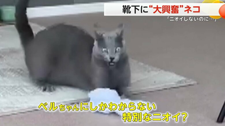 靴下のニオイをかぎ、思わず目を大きく見開くベルちゃん