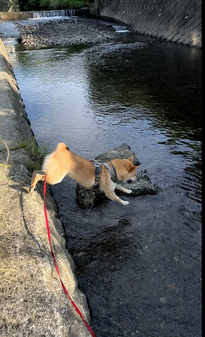 川遊び〜（提供：柴犬まるやん日記さん）