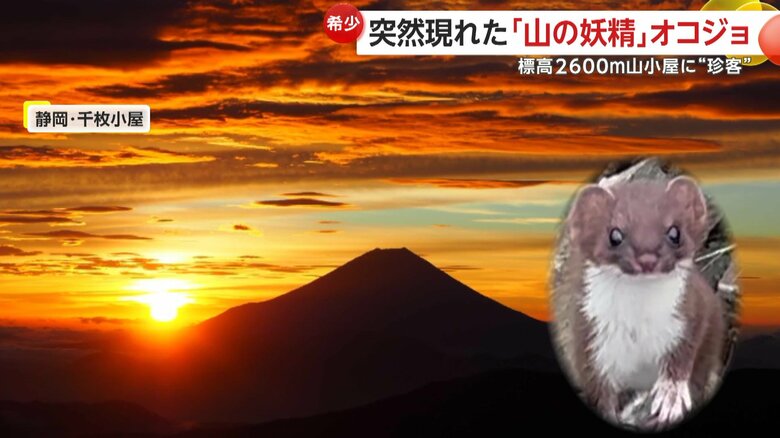 山小屋から望める雄大な自然を見に来たのかもしれないオコジョ