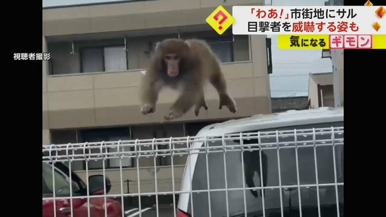 住人を威嚇するサル