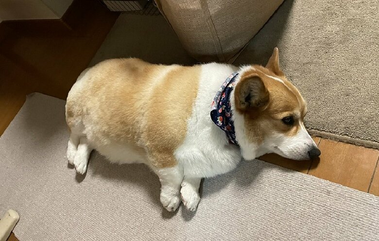 誰も構ってくれなくてふて寝