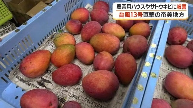 古仁屋農産が栽培しているマンゴー