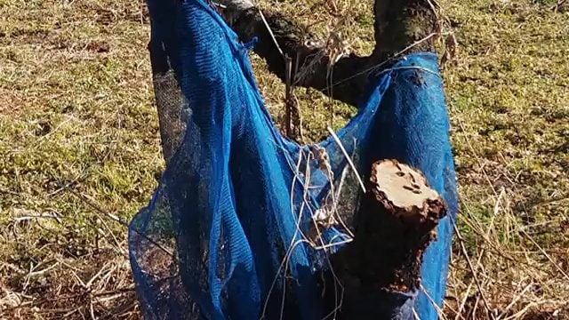 モモ畑を食い荒らされ廃園に追い込まれた農家も