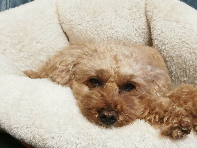 2021年12月には9歳半になった