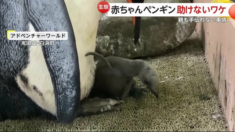 親ペンギンに助けを求めるように鳴いても手伝ってもらえない赤ちゃんペンギン