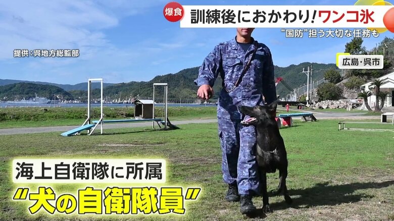 海上自衛隊に所属する“犬の自衛隊員”のもみじちゃん