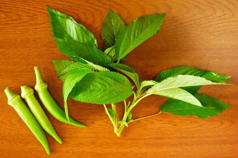 食物繊維の多いオクラとモロヘイヤがおすすめ（画像はイメージ）