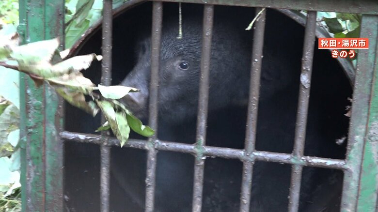 威嚇するかのように葉っぱにかみつくクマ