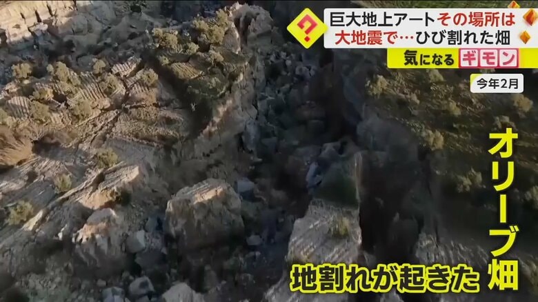 亀裂が発生したオリーブ畑の当時の様子