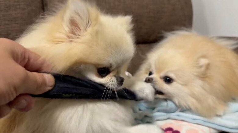 左：クララちゃん　右：マリンちゃん（提供：愉快な3姉妹ポメラニアンさん）