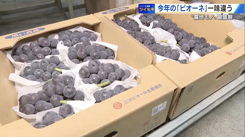 市場で競り落とされる三次ピオーネ「黒い真珠」
