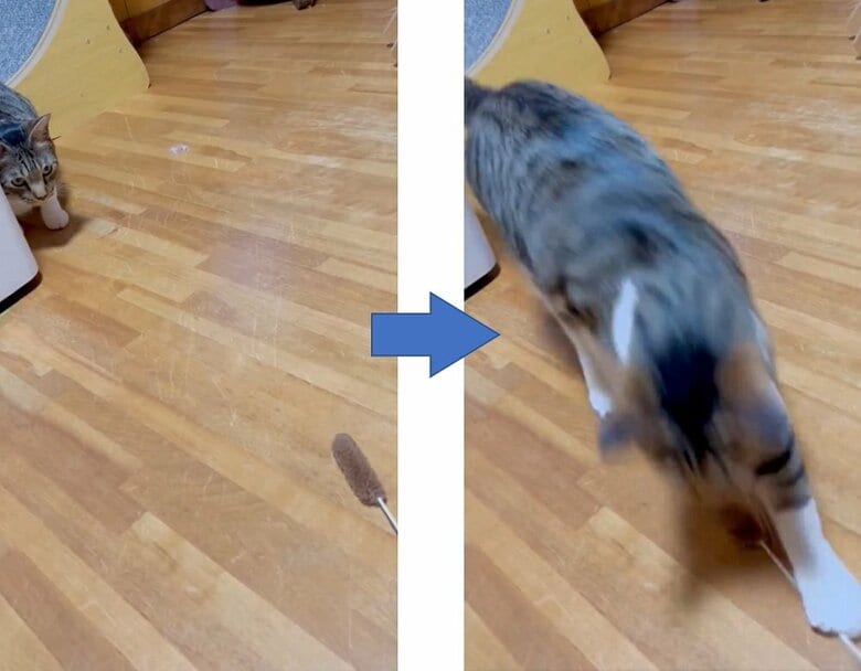 猫じゃらしを密かに狙って…キャッチ！