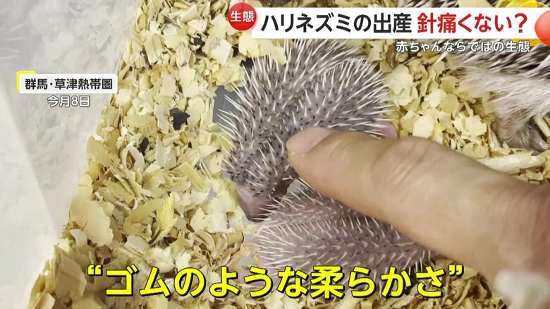 生まれて1週間ほどたってもまだゴムのようなやわらかさの針の硬さ