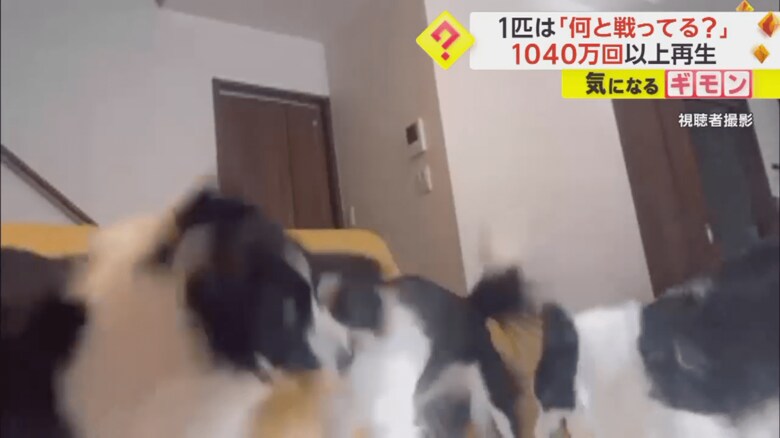 リングを取り合う2匹が動くと、同時に頭を振るワンちゃん④