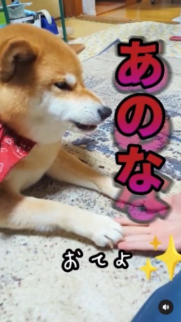 提供：柴犬スティーブch【コーギーと猫を添えて】さん