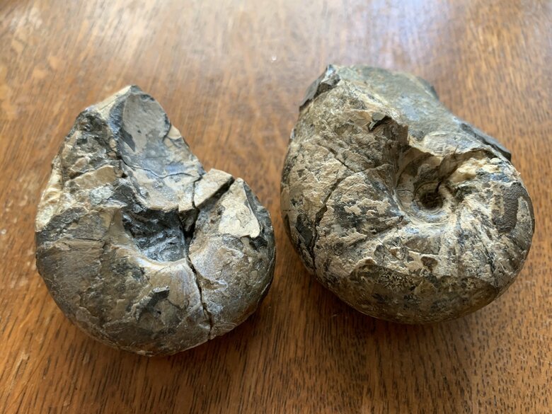 過去に発見したアンモナイトの化石