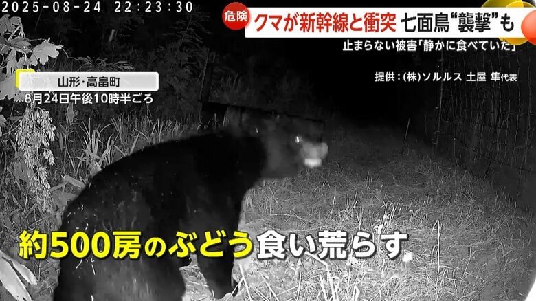 暗闇の中で防犯カメラが捉えたクマの姿