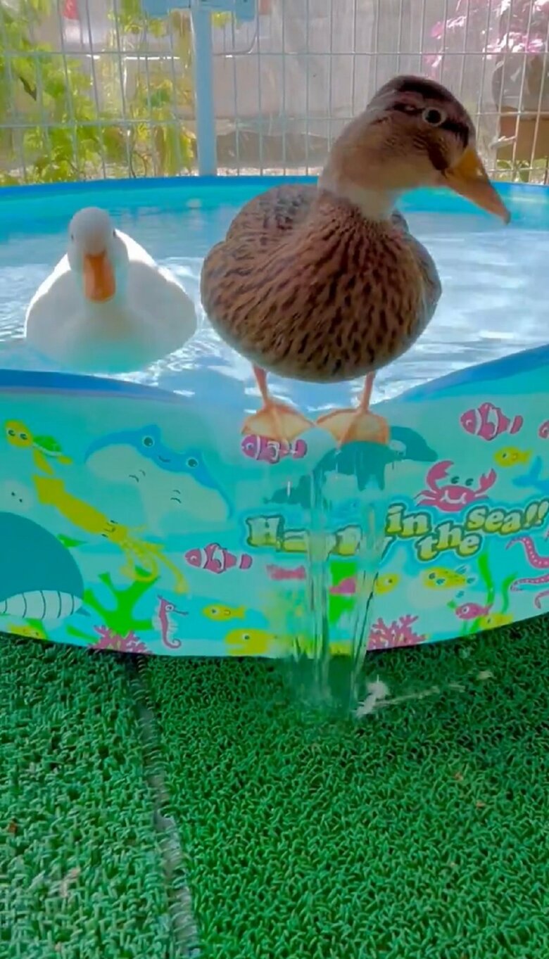 ひまるくんがそばに来ても、みゅみゅちゃんは堂々と立っていた