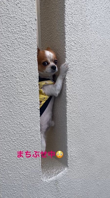 提供：SORA/ちわわさん