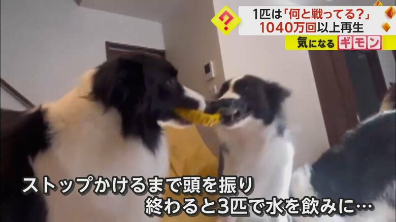 1つのリングを取り合いながら動き回る2匹の犬